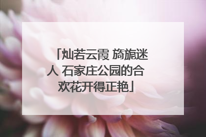 灿若云霞 旖旎迷人 石家庄公园的合欢花开得正艳