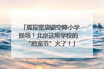 狐獴蜜袋鼯空降小学操场！北京这所学校的“撸宠节”火了！