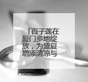 百子莲在厦门多地绽放，为盛夏增添清凉与诗意