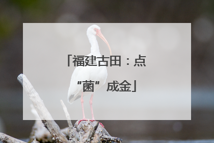 福建古田：点“菌”成金