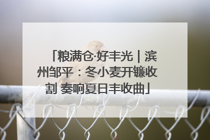 粮满仓·好丰光｜滨州邹平：冬小麦开镰收割 奏响夏日丰收曲