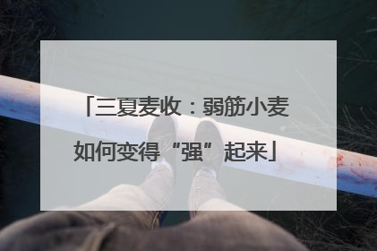三夏麦收：弱筋小麦如何变得“强”起来