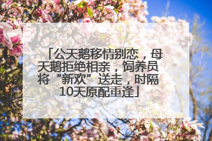 公天鹅移情别恋，母天鹅拒绝相亲，饲养员将“新欢”送走，时隔10天原配重逢