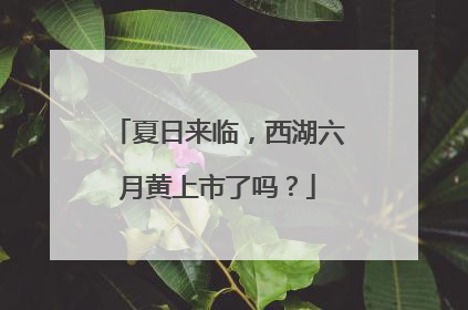 夏日来临，西湖六月黄上市了吗？