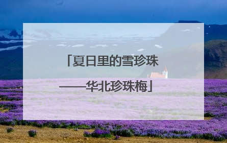 夏日里的雪珍珠——华北珍珠梅