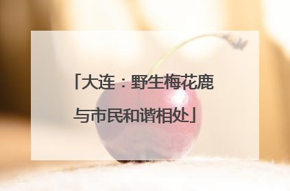 大连：野生梅花鹿与市民和谐相处