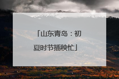 山东青岛：初夏时节插秧忙