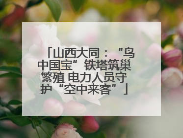 山西大同：“鸟中国宝”铁塔筑巢繁殖 电力人员守护“空中来客”