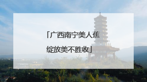 广西南宁美人蕉绽放美不胜收