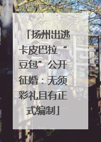 扬州出逃卡皮巴拉“豆包”公开征婚：无须彩礼且有正式编制