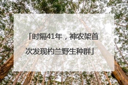 时隔41年，神农架首次发现杓兰野生种群