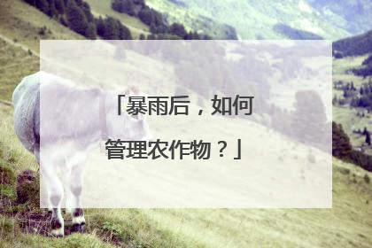 暴雨后，如何管理农作物？