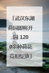 武汉东湖荷园即将开园 1200余种荷花竞相绽放