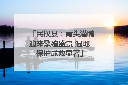 民权县：青头潜鸭迎来繁殖盛景 湿地保护成效显著