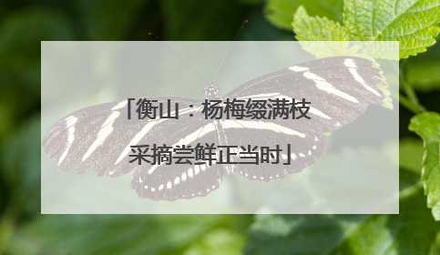 衡山：杨梅缀满枝 采摘尝鲜正当时