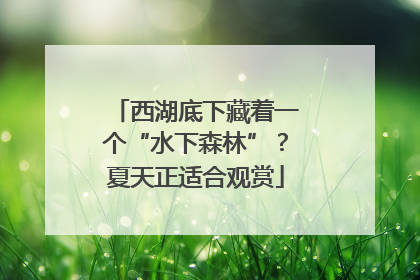 西湖底下藏着一个“水下森林”？夏天正适合观赏