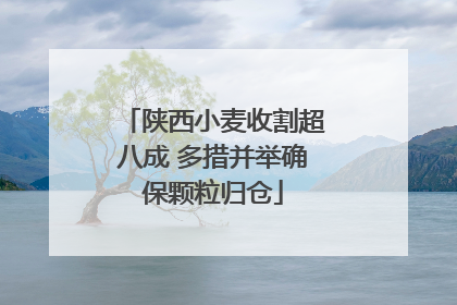 陕西小麦收割超八成 多措并举确保颗粒归仓