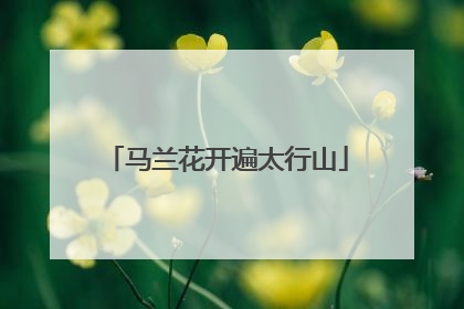 马兰花开遍太行山