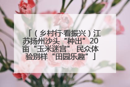 （乡村行·看振兴）江苏扬州沙头“种出”20亩“玉米迷宫” 民众体验别样“田园乐趣”
