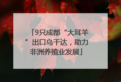 9只成都“大耳羊”出口乌干达，助力非洲养殖业发展